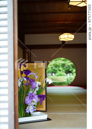 紫陽花、あじさい、アジサイ、青い紫陽花、青、明月院、meigetsuin,鎌倉、神奈川、お寺、神社、 紫陽花、あじさい、アジサイ、青い紫陽花、青、明月院、meigetsuin,鎌倉、神奈川、お寺、神社、 97577300