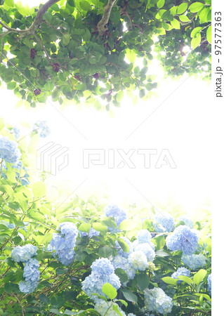 紫陽花、あじさい、アジサイ、青い紫陽花、青、明月院、meigetsuin,鎌倉、日本、背景、ポストカ 97577363