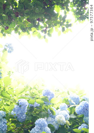 紫陽花、あじさい、アジサイ、青い紫陽花、青、明月院、meigetsuin,鎌倉、日本、背景、ポストカ 97577364