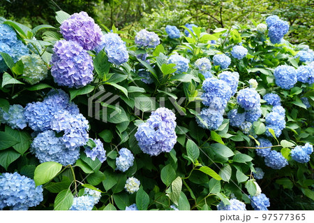 紫陽花、あじさい、アジサイ、青い紫陽花、青、明月院、meigetsuin,鎌倉、日本、背景、ポストカ 97577365