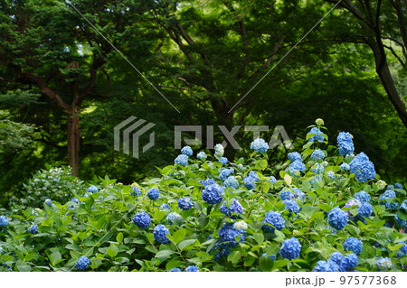 紫陽花、あじさい、アジサイ、青い紫陽花、青、明月院、meigetsuin,鎌倉、日本、背景、ポストカ 紫陽花、あじさい、アジサイ、青い紫陽花、青、明月院、meigetsuin,鎌倉、日本、背景、ポストカ 97577368