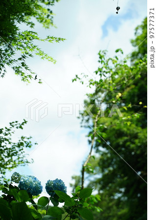 紫陽花、あじさい、アジサイ、青い紫陽花、青、明月院、meigetsuin,鎌倉、日本、背景、ポストカ 紫陽花、あじさい、アジサイ、青い紫陽花、青、明月院、meigetsuin,鎌倉、日本、背景、ポストカ 97577371