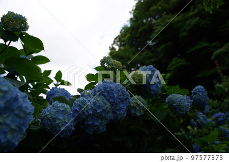 紫陽花、あじさい、アジサイ、青い紫陽花、青、明月院、meigetsuin,鎌倉、日本、背景、ポストカ 97577373