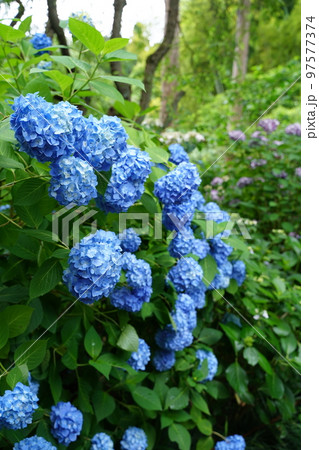 紫陽花、あじさい、アジサイ、青い紫陽花、青、明月院、meigetsuin,鎌倉、日本、背景、ポストカ 紫陽花、あじさい、アジサイ、青い紫陽花、青、明月院、meigetsuin,鎌倉、日本、背景、ポストカ 97577374