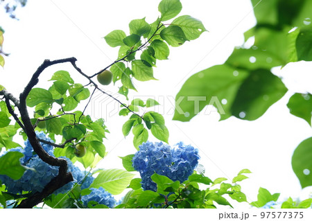 紫陽花、あじさい、アジサイ、青い紫陽花、青、明月院、meigetsuin,鎌倉、日本、背景、ポストカ 97577375