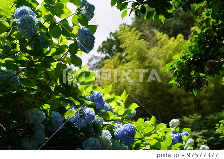 紫陽花、あじさい、アジサイ、青い紫陽花、青、明月院、meigetsuin,鎌倉、日本、背景、ポストカ 紫陽花、あじさい、アジサイ、青い紫陽花、青、明月院、meigetsuin,鎌倉、日本、背景、ポストカ 97577377
