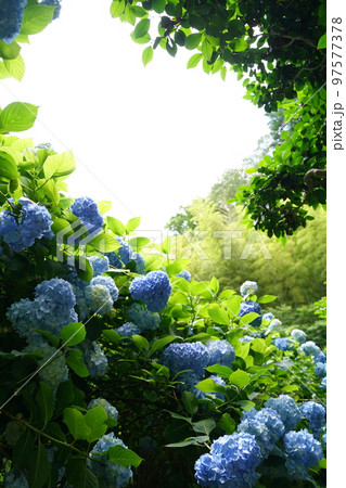 紫陽花、あじさい、アジサイ、青い紫陽花、青、明月院、meigetsuin,鎌倉、日本、背景、ポストカ 紫陽花、あじさい、アジサイ、青い紫陽花、青、明月院、meigetsuin,鎌倉、日本、背景、ポストカ 97577378