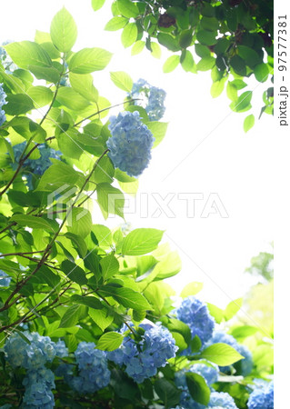 紫陽花、あじさい、アジサイ、青い紫陽花、青、明月院、meigetsuin,鎌倉、日本、背景、ポストカ 紫陽花、あじさい、アジサイ、青い紫陽花、青、明月院、meigetsuin,鎌倉、日本、背景、ポストカ 97577381