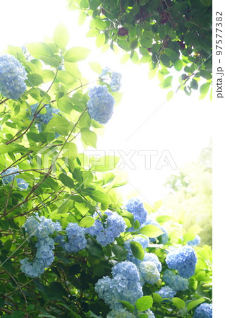紫陽花、あじさい、アジサイ、青い紫陽花、青、明月院、meigetsuin,鎌倉、日本、背景、ポストカ 紫陽花、あじさい、アジサイ、青い紫陽花、青、明月院、meigetsuin,鎌倉、日本、背景、ポストカ 97577382