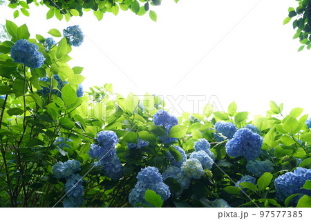紫陽花、あじさい、アジサイ、青い紫陽花、青、明月院、meigetsuin,鎌倉、日本、背景、ポストカ 97577385