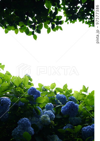 紫陽花、あじさい、アジサイ、青い紫陽花、青、明月院、meigetsuin,鎌倉、日本、背景、ポストカ 紫陽花、あじさい、アジサイ、青い紫陽花、青、明月院、meigetsuin,鎌倉、日本、背景、ポストカ 97577386