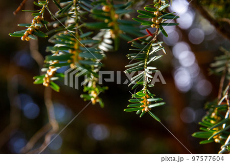 Needles of yew tree in winter Letensky sady of Prague 97577604