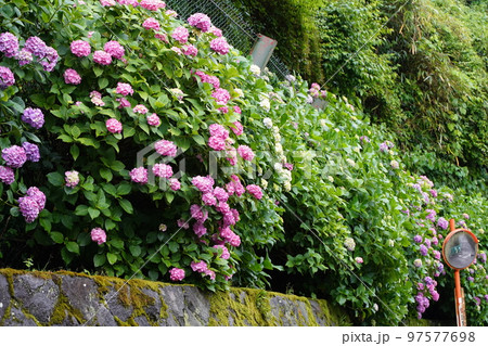 紫陽花、あじさい、アジサイ、青い紫陽花、青、瑞泉寺、ズイレンジ、鎌倉、神奈川、お寺、神社、日本、家、 97577698