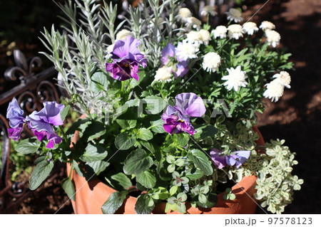 シエルブリエパンジーの花寄せ植え 97578123