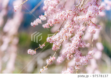 【春素材】南信州の一本桜・吉瀬のしだれ桜【長野県】 97578137