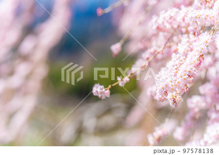 【春素材】南信州の一本桜・吉瀬のしだれ桜【長野県】 97578138