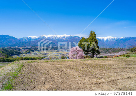 【春素材】南信州の一本桜・吉瀬のしだれ桜【長野県】 【春素材】南信州の一本桜・吉瀬のしだれ桜【長野県】 97578141