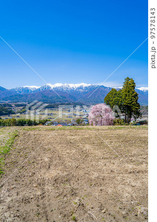 【春素材】南信州の一本桜・吉瀬のしだれ桜【長野県】 【春素材】南信州の一本桜・吉瀬のしだれ桜【長野県】 97578143