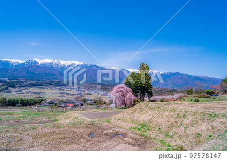 【春素材】南信州の一本桜・吉瀬のしだれ桜【長野県】 【春素材】南信州の一本桜・吉瀬のしだれ桜【長野県】 97578147