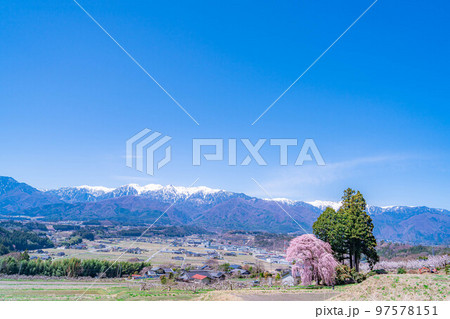 【春素材】南信州の一本桜・吉瀬のしだれ桜【長野県】 【春素材】南信州の一本桜・吉瀬のしだれ桜【長野県】 97578151