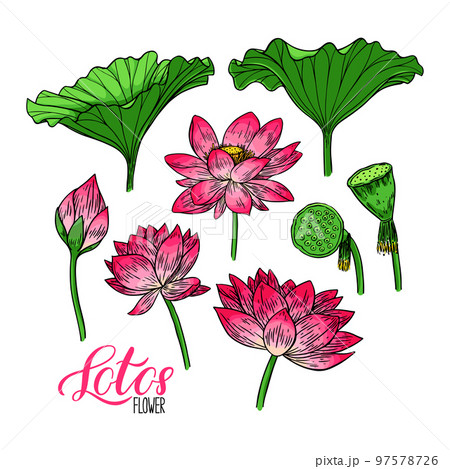set of lotus flower and leaves 97578726