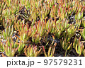 Close up of invasive specie succulent plant Carpobrotus edulis growing on the beach in Portugal. 97579231