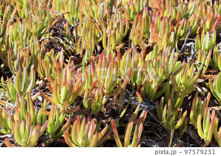Close up of invasive specie succulent plant Carpobrotus edulis growing on the beach in Portugal. 97579231