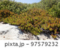 Invasive specie succulent plant Carpobrotus edulis growing on the beach in Portugal. 97579232