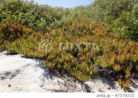 succulent presents Succulent Gift Delivery | Bamboo Jewel Garden main image 0