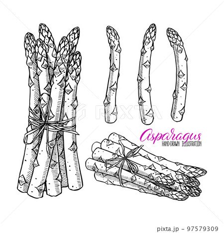 set of asparagus set of asparagus 97579309