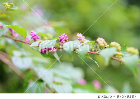 コムラサキの実 97579387