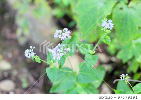 ユーパトリウムの花 97579391