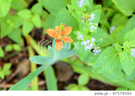 ヒオウギの花 ヒオウギの花 97579393