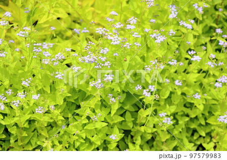 ユーパトリウムの花 ユーパトリウムの花 97579983