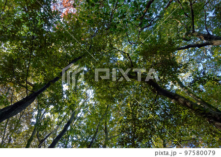 冬の常緑広葉樹林樹冠 冬の常緑広葉樹林樹冠 97580079