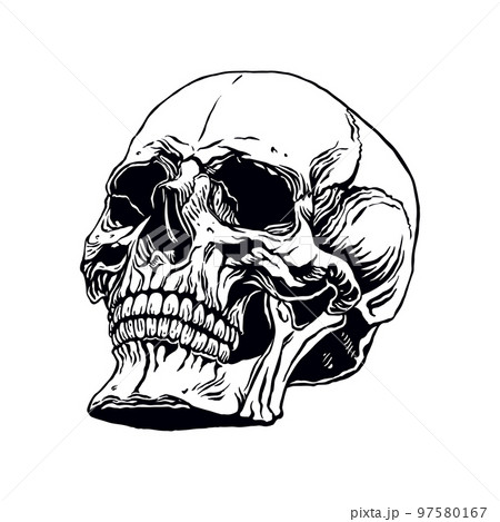 hand drawn human skull 97580167