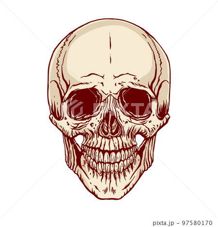 hand drawn human skull 97580170