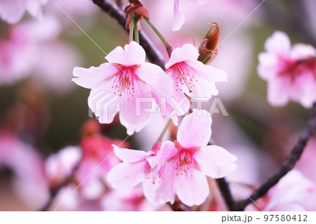 春の訪れと美しい桜の花 春の訪れと美しい桜の花 97580412