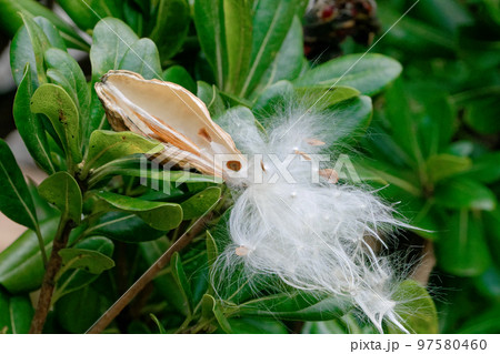 キョウチクトウ科ガガイモの種子散布 キョウチクトウ科ガガイモの種子散布 97580460