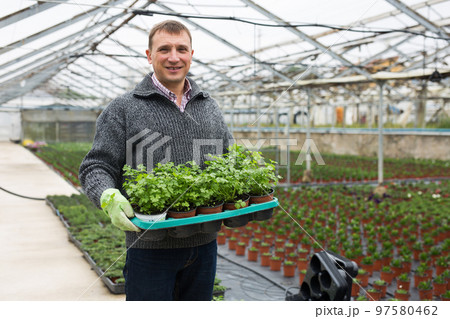 Farmer carrying tray with parsley in pots 97580462
