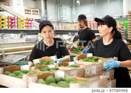 Women workers in uniform holding avocado box in hands 97580468