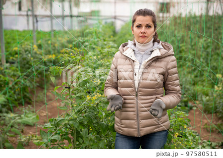Farmer at work in greenhouse checking tomato sprouts Farmer at work in greenhouse checking tomato sprouts 97580511
