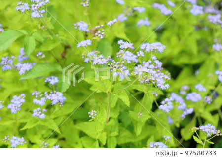 ユーパトリウムの花 97580733
