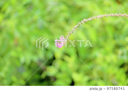 ミソハギの花 ミソハギの花 97580741