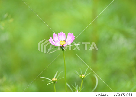 コスモスの花 97580742