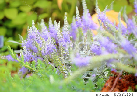 トウテイランの花 97581153