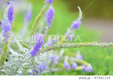 トウテイランの花 97581154