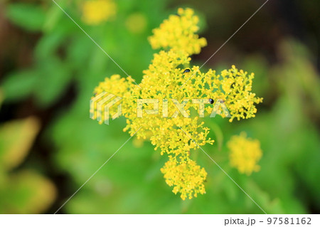 ハマオミナエシの花 97581162