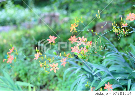 ヒオウギの花 ヒオウギの花 97581314