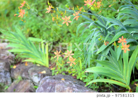 ヒオウギの花 ヒオウギの花 97581315